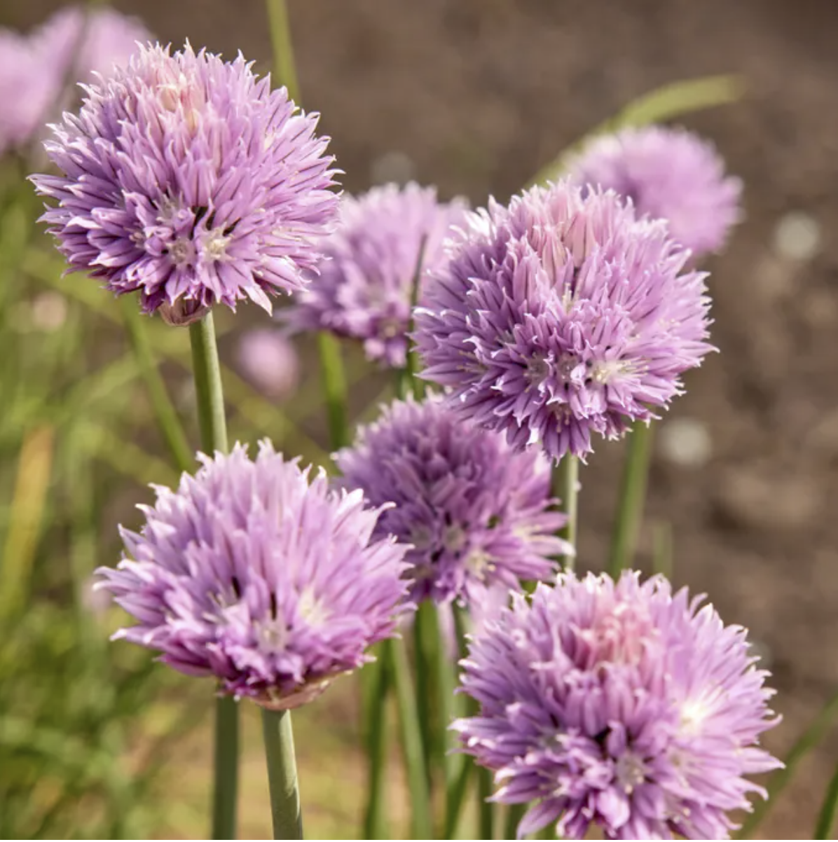 light purple spiky flowers of a chive plant