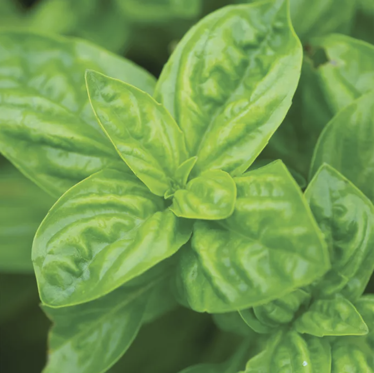 green leaves of basil plant