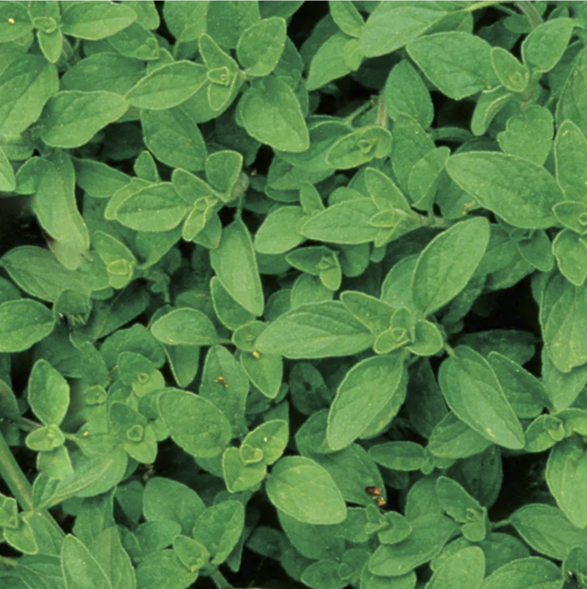 green leaves of the oregano plant