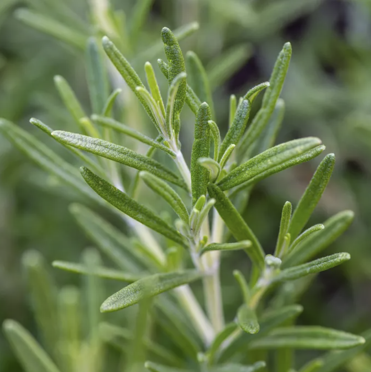 stem of a roseary plant