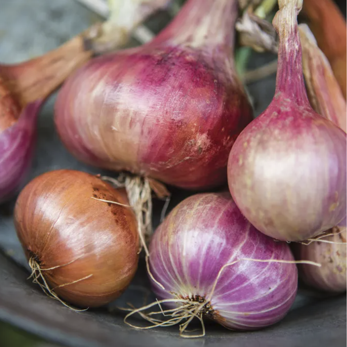 bunch of shallot bulbs 
