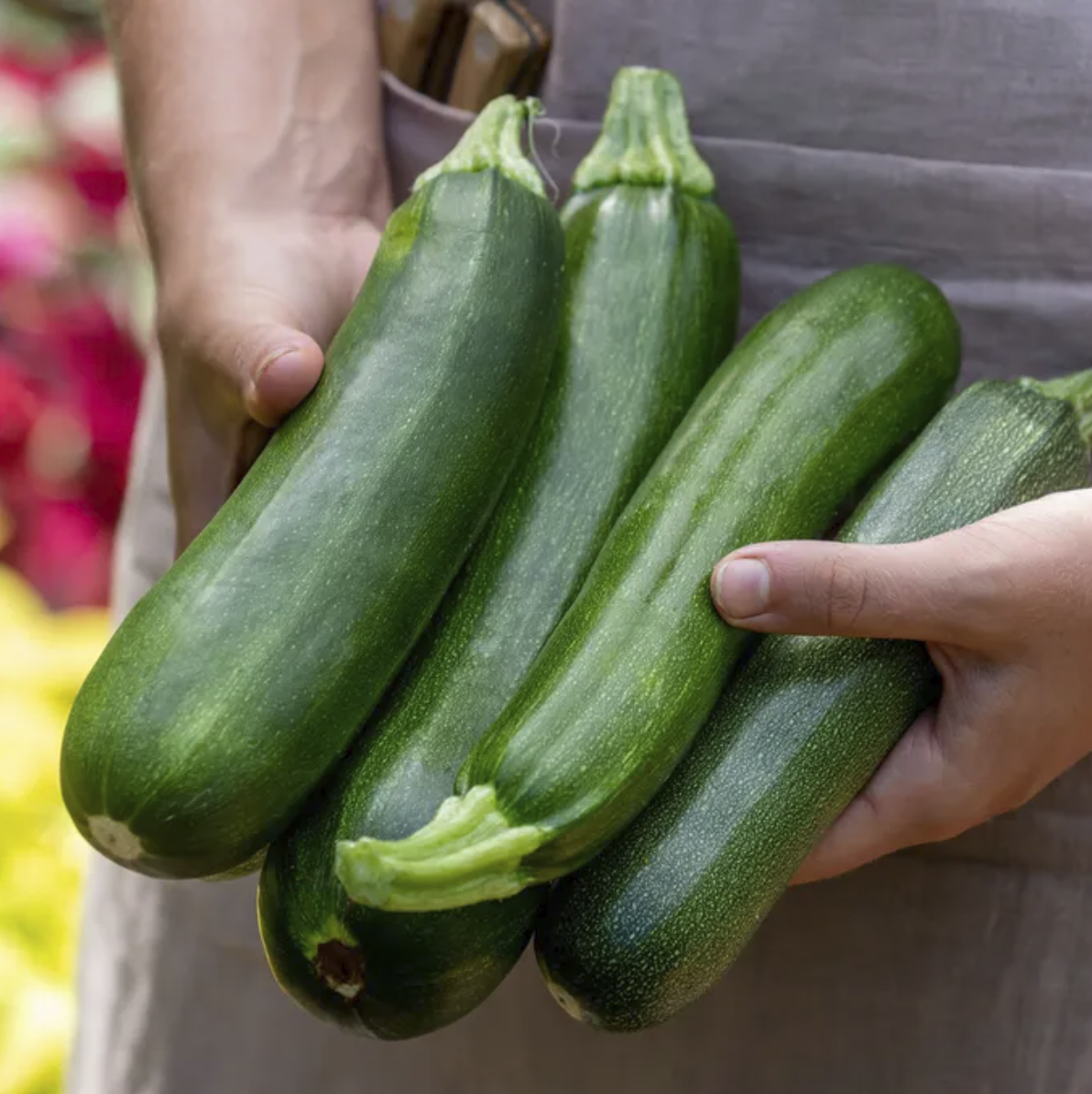 hands holding four green summer squash