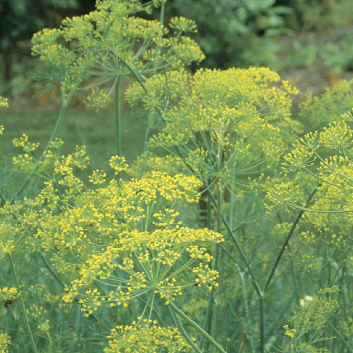 yellow flowers of dill plant